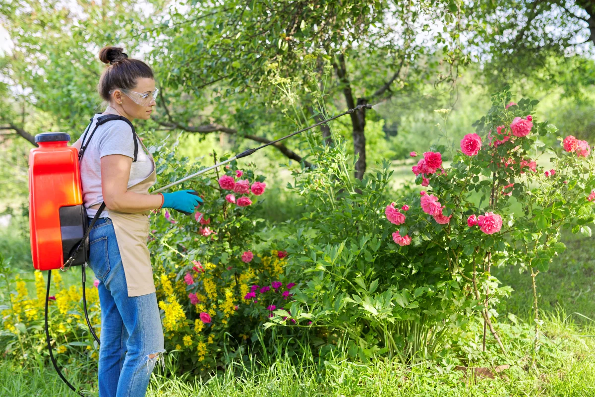 aphid-control-phoenix-technician-treating-rose-bushes Aphid control in Phoenix — a technician in safety goggles and gloves treating rose bushes with a backpack sprayer.