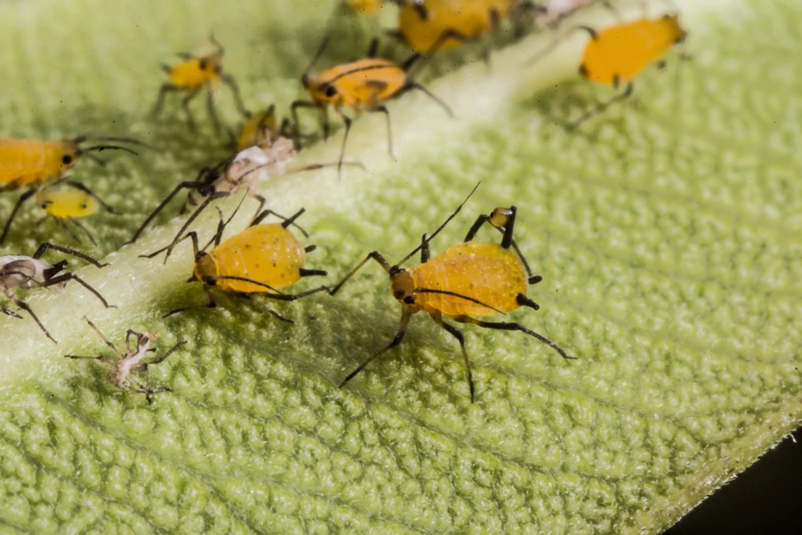aphid-control-phoenix-aphid-colony-identification Aphid control in Phoenix — a close-up of a yellow aphid colony clustered along a leaf, the kind that spreads fast on new growth.
