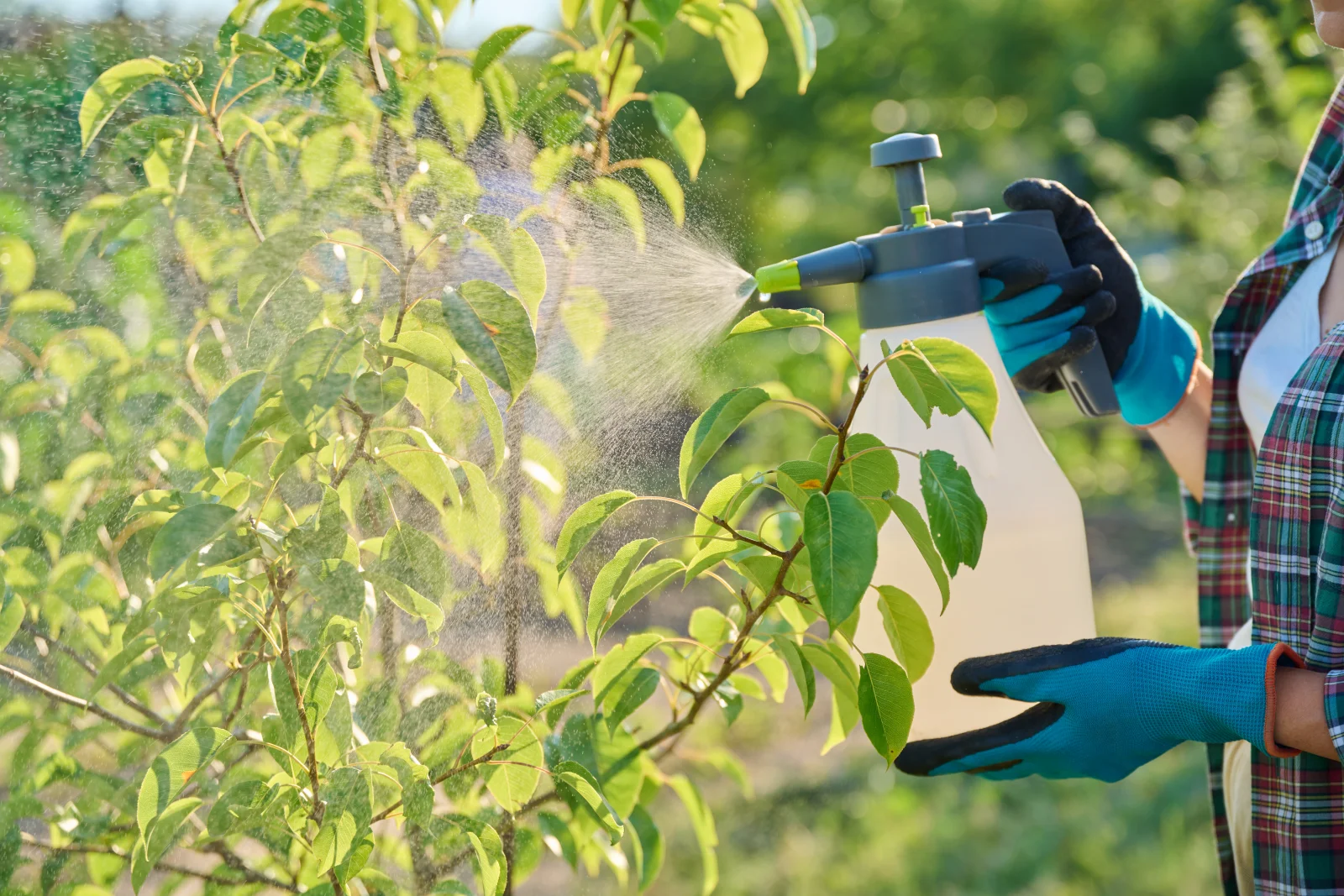 aphid-control-phoenix-treating-citrus-tree-leaves Aphid control in Phoenix — gloved hands spraying horticultural oil on citrus tree leaves to treat an aphid colony.