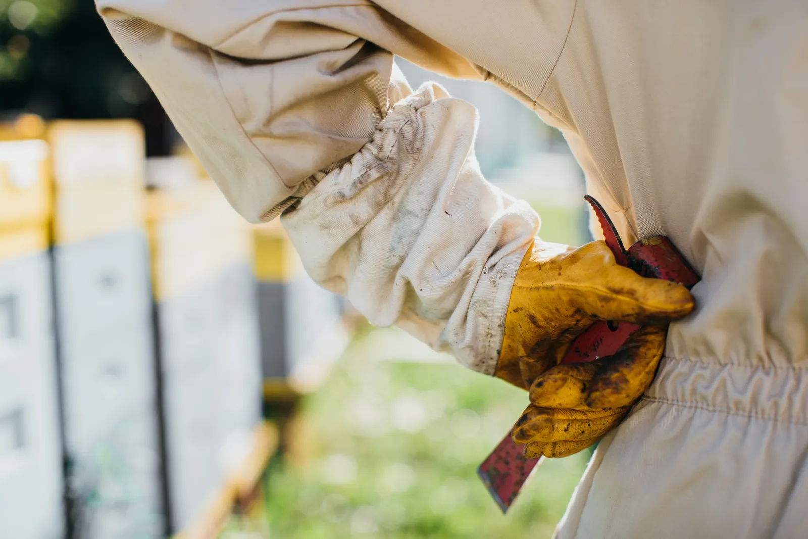 A vetted bee removal pro in a full protective suit safely handling a comb covered in bees, the trained help to wait for instead of approaching an active Phoenix hive.