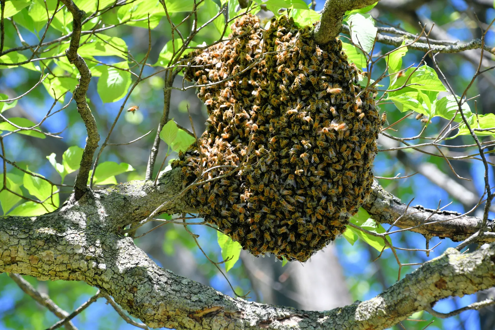 A honey bee swarm clustered on a tree branch in Phoenix, the on-the-move stage a bee removal pro handles differently from an established colony inside a wall.
