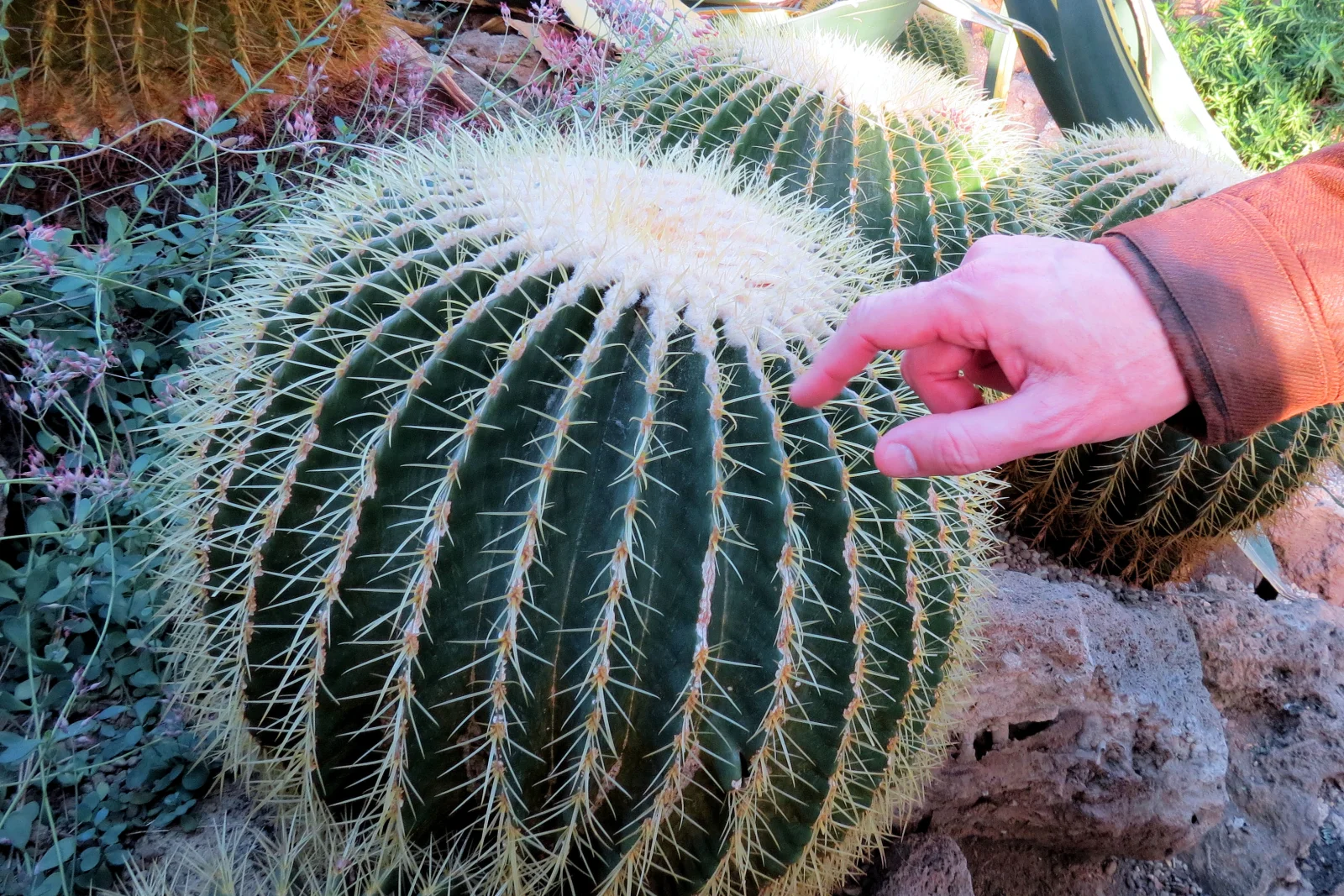 cactus-removal-phoenix-large-barrel-cactus-assessment A large barrel cactus in a Phoenix, Arizona desert landscape bed being hand-assessed ahead of professional removal.