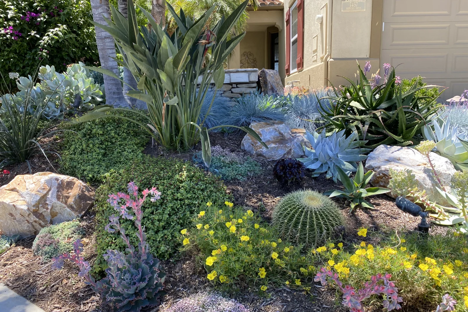 cactus-removal-phoenix-xeriscaped-desert-front-yard A xeriscaped Phoenix, Arizona front yard with mature barrel cactus and agave, the kind of desert landscaping that eventually needs professional cactus removal or thinning.