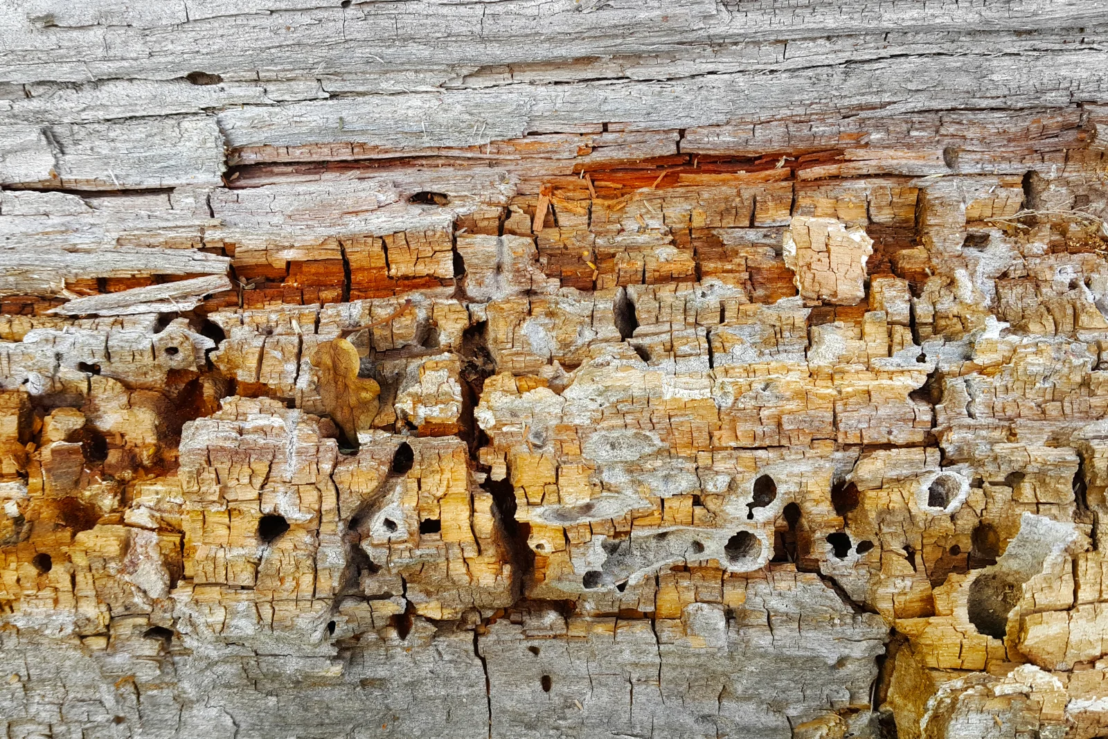 Carpenter ant control in Phoenix, Arizona — close-up of moisture-damaged wood showing the smooth excavated tunnels carpenter ants leave behind.