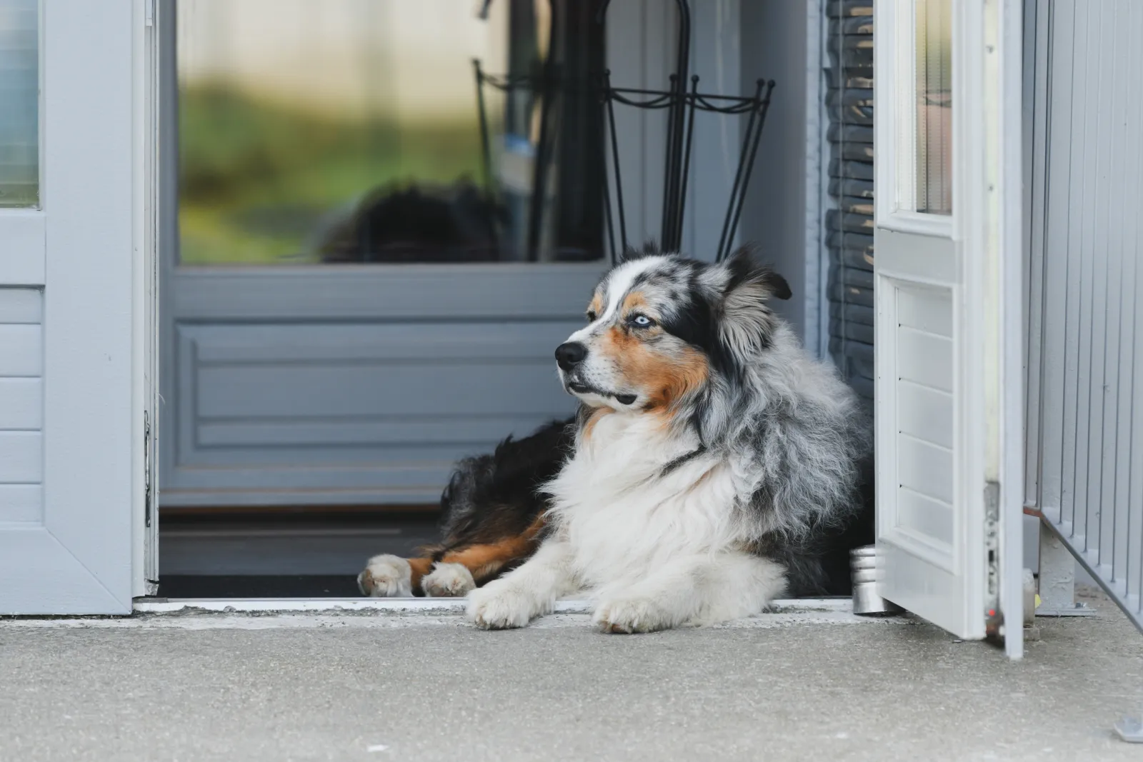 dog-door-installation-phoenix-home-doorway An Australian shepherd resting in the open doorway of a Phoenix home, one of the Valley homes where ShowUp Promise connects owners with a dog door installation pro.