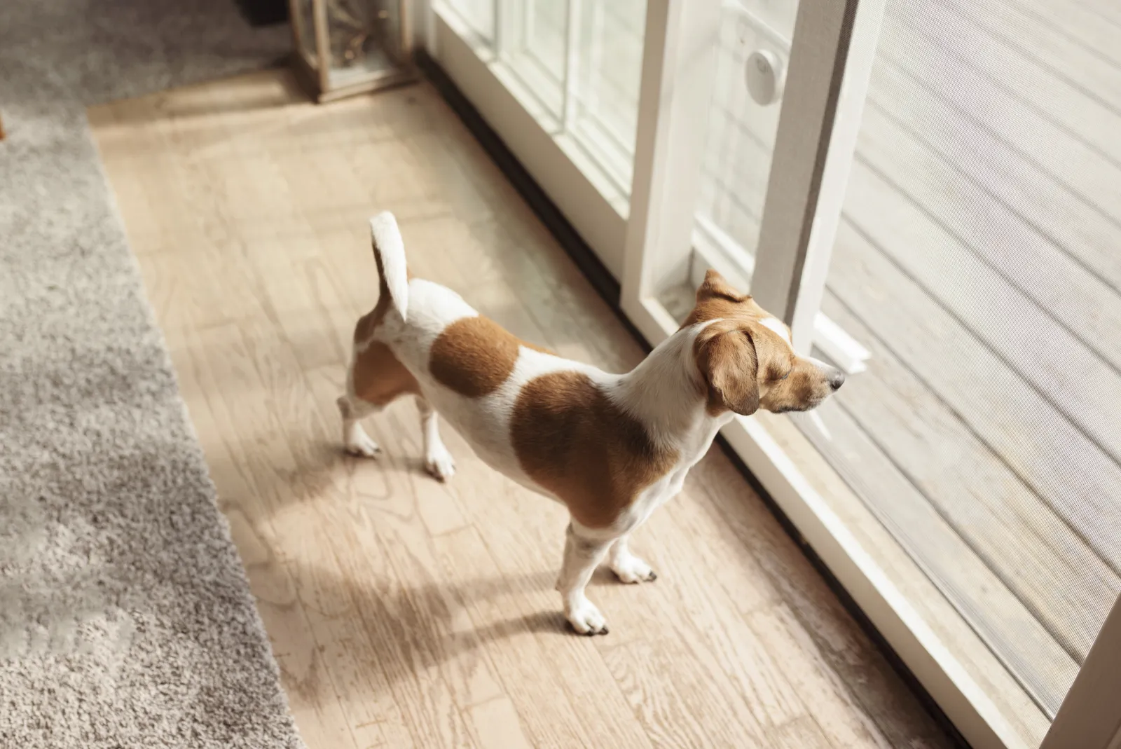 dog-door-installation-phoenix-sliding-glass A small dog waiting at a residential sliding glass door in a Phoenix home, one of the door, wall, and sliding-glass spots where a pro installs a dog door.