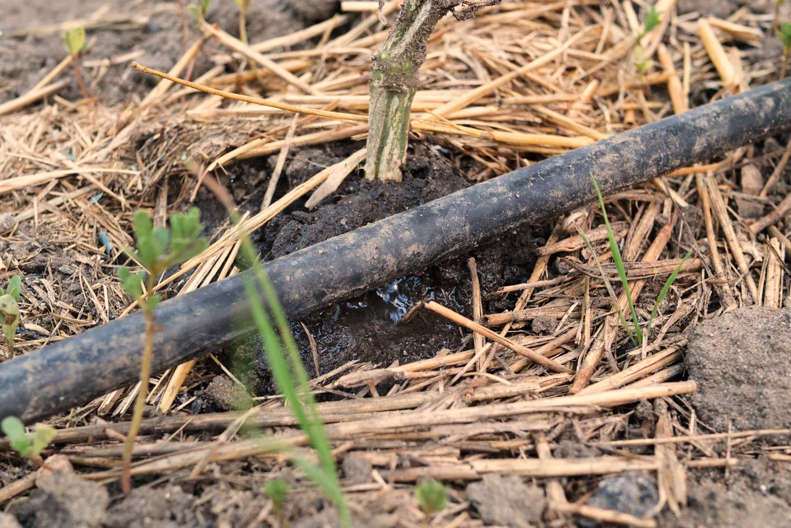 A slow leak pooling under a black drip irrigation line buried in mulch near a plant in a Phoenix, Arizona yard, a common sign a drip system needs repair.