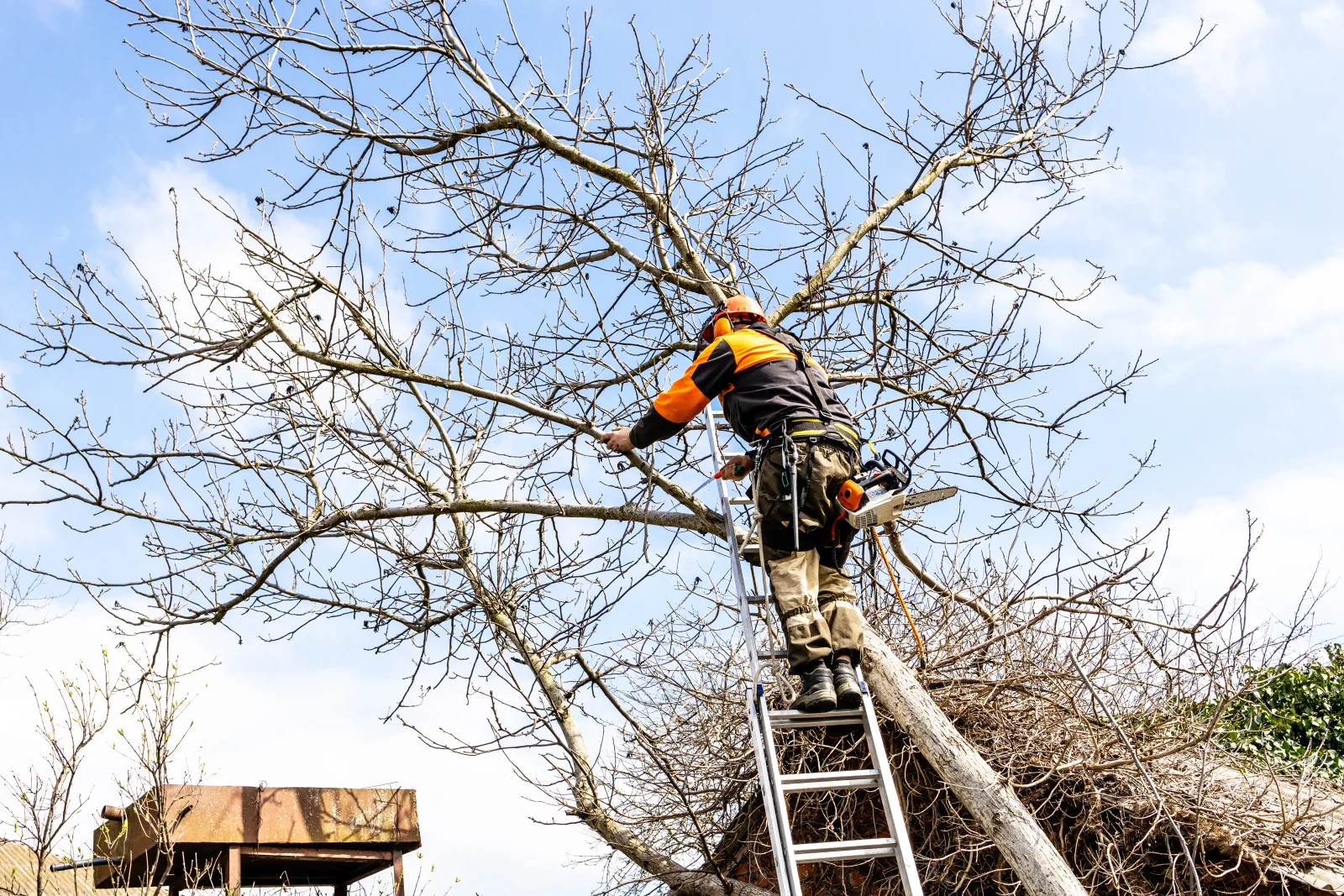 emergency-tree-removal-phoenix-crew-removal A professional arborist in a helmet, ear protection, and chainsaw chaps working from a ladder to remove hazardous limbs from a storm-damaged tree.