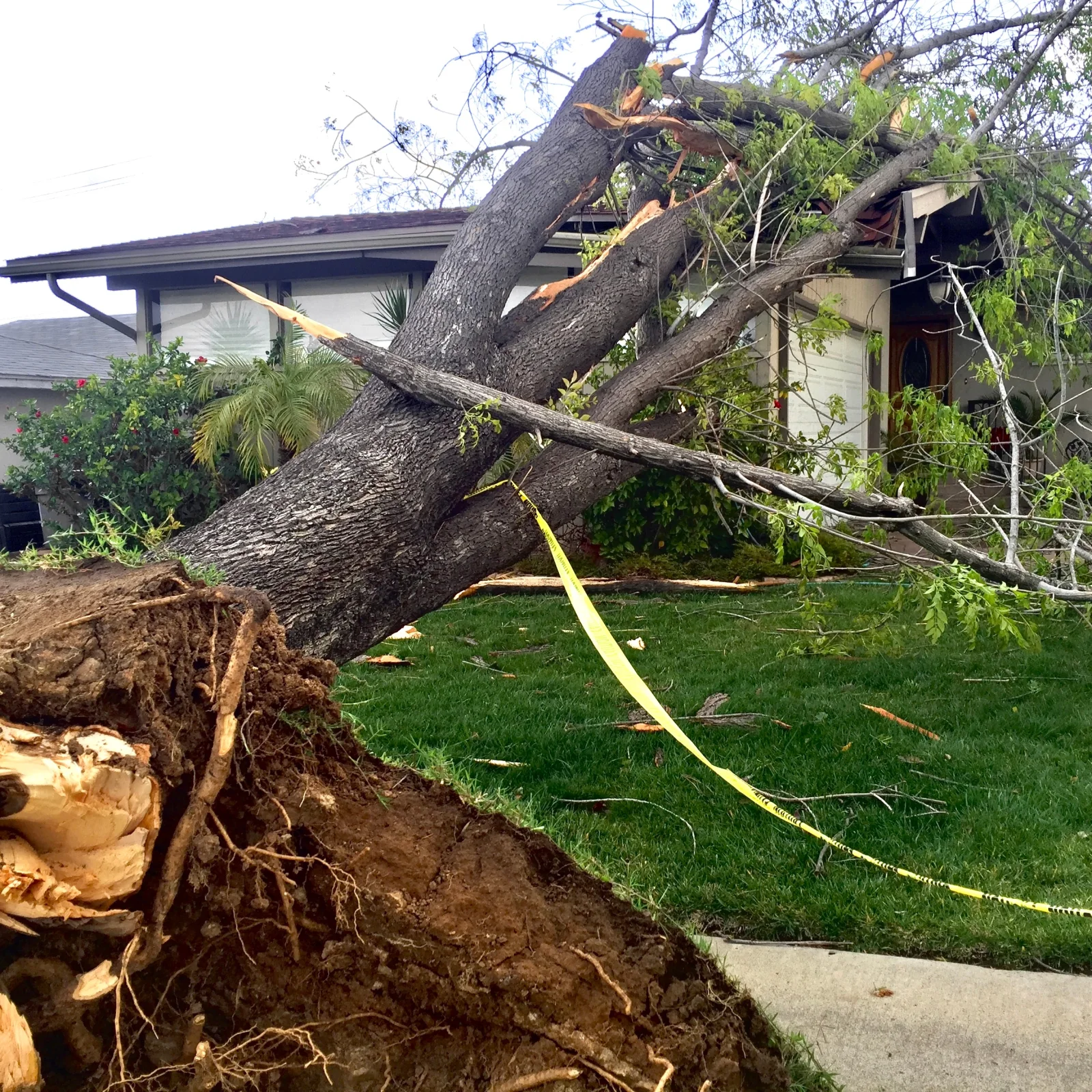 emergency-tree-removal-phoenix-storm-damage Emergency tree removal in Phoenix, Arizona — a large uprooted tree fallen onto a home after a monsoon storm, the kind of hazard an emergency crew clears fast.