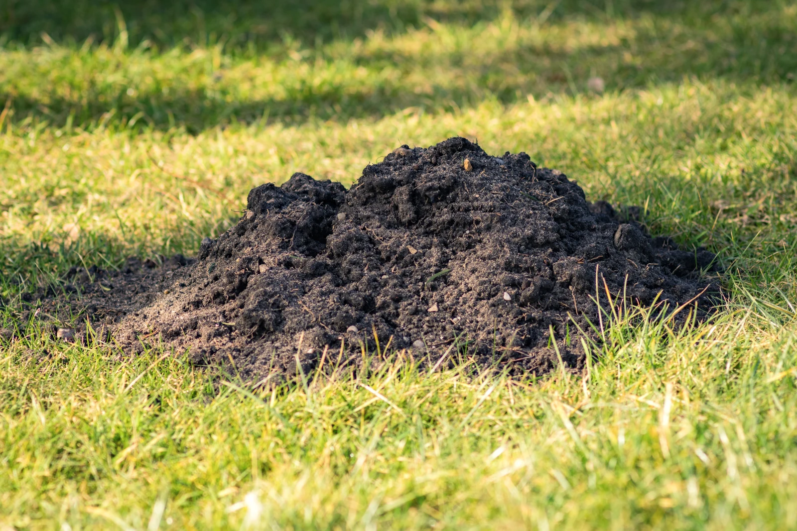 A fresh soil mound pushed up by a pocket gopher across a green Phoenix lawn, the kind of burrow activity and turf damage a gopher control pro traces back to the main tunnel.