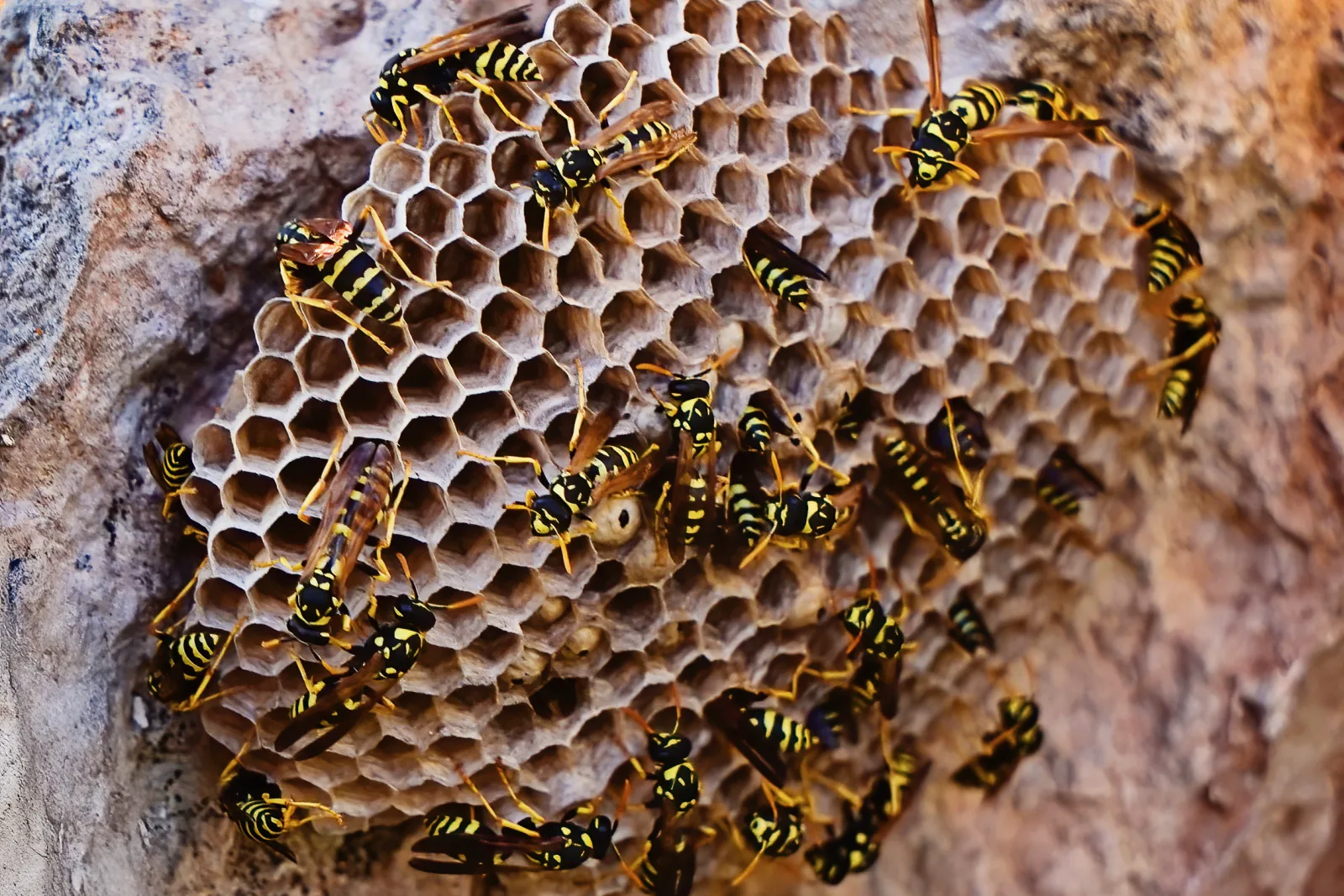 A large active paper nest built against a wall — the type of oversized nest Phoenix homeowners often call a hornet nest.
