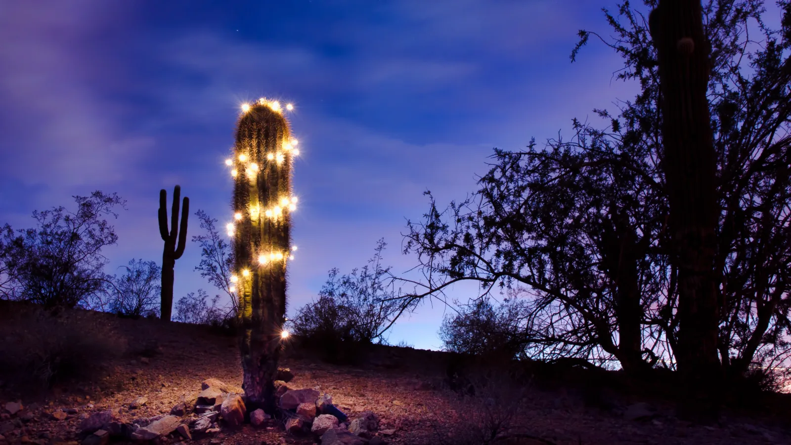 outdoor-lighting-installation-phoenix-saguaro-cactus-uplighting Outdoor lighting installation in Phoenix, Arizona, a saguaro cactus uplit with landscape lighting against a desert twilight sky.
