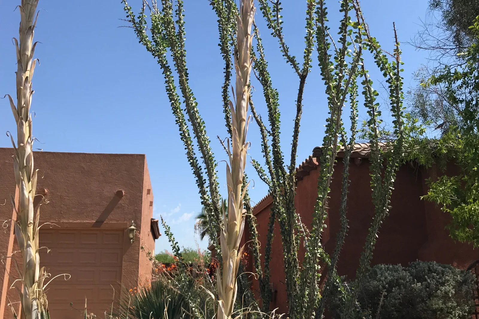 phoenix-landscape-contractor-desert-adapted-yard Ocotillo and agave planted in front of a Southwest-style stucco home in Phoenix, Arizona, an example of desert-adapted landscape contractor work.