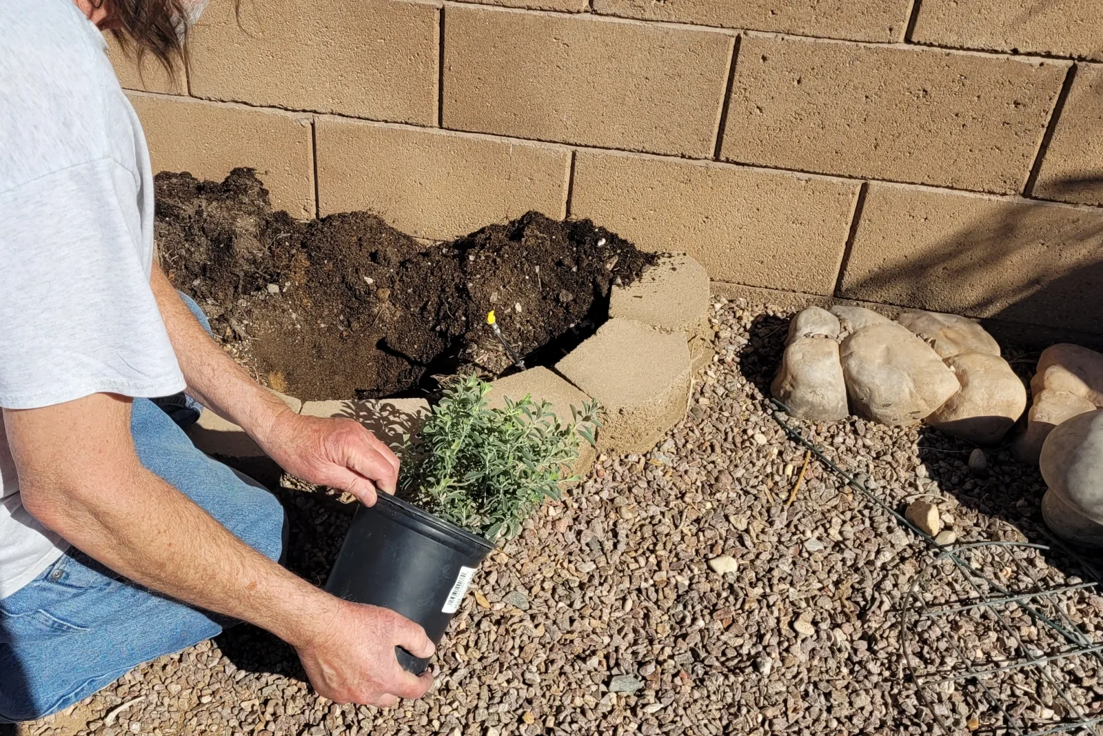phoenix-landscaping-desert-planting A Phoenix landscaping technician planting a desert-adapted shrub along a block wall in a gravel-covered backyard.