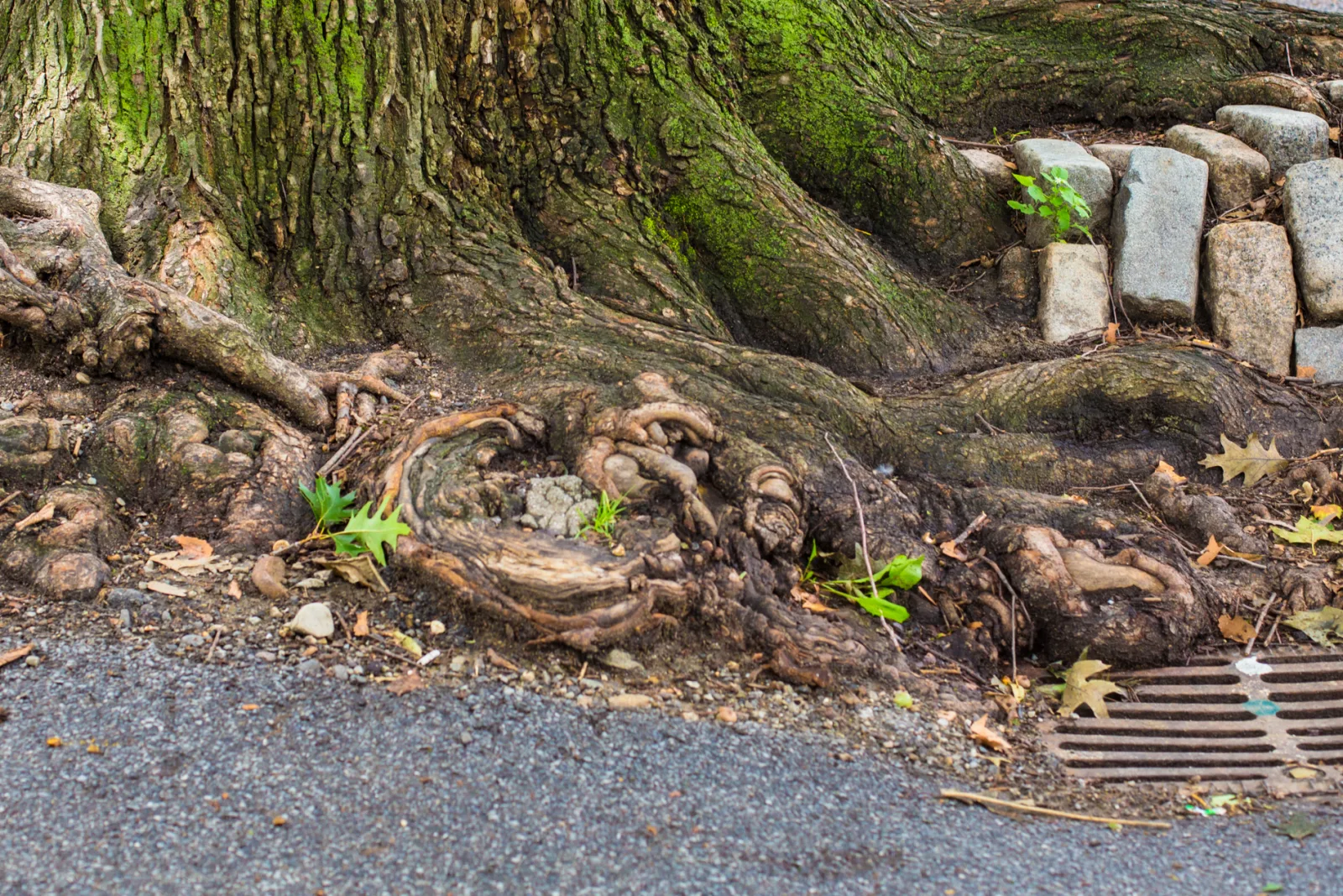 Tree roots growing along an underground drain line near a Phoenix home, the kind of root intrusion a sewer scope company looks for.