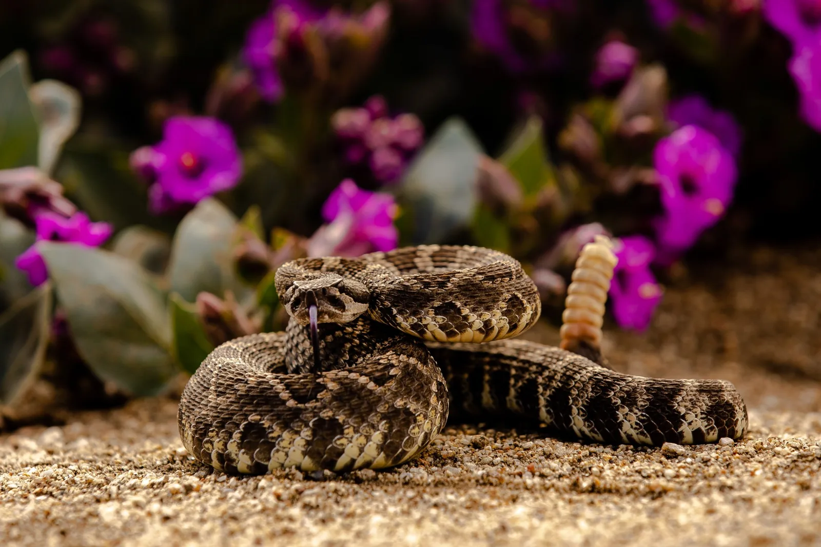 phoenix-snake-removal-rattlesnake-sonoran-desert Phoenix snake removal — a coiled rattlesnake in a defensive posture near desert vegetation, illustrating why homeowners should never approach one themselves.