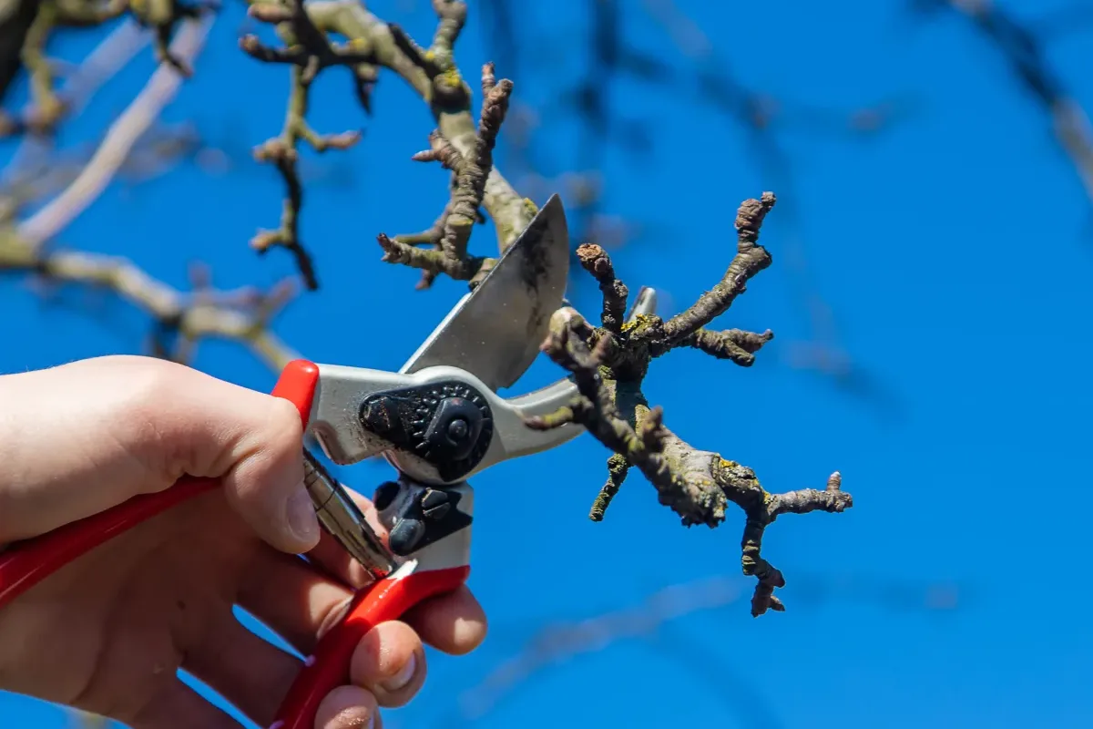 phoenix-tree-trimming-pruning-shears-cut Tree trimming in Phoenix, Arizona — a close-up of pruning shears making a clean structural cut on a tree branch.