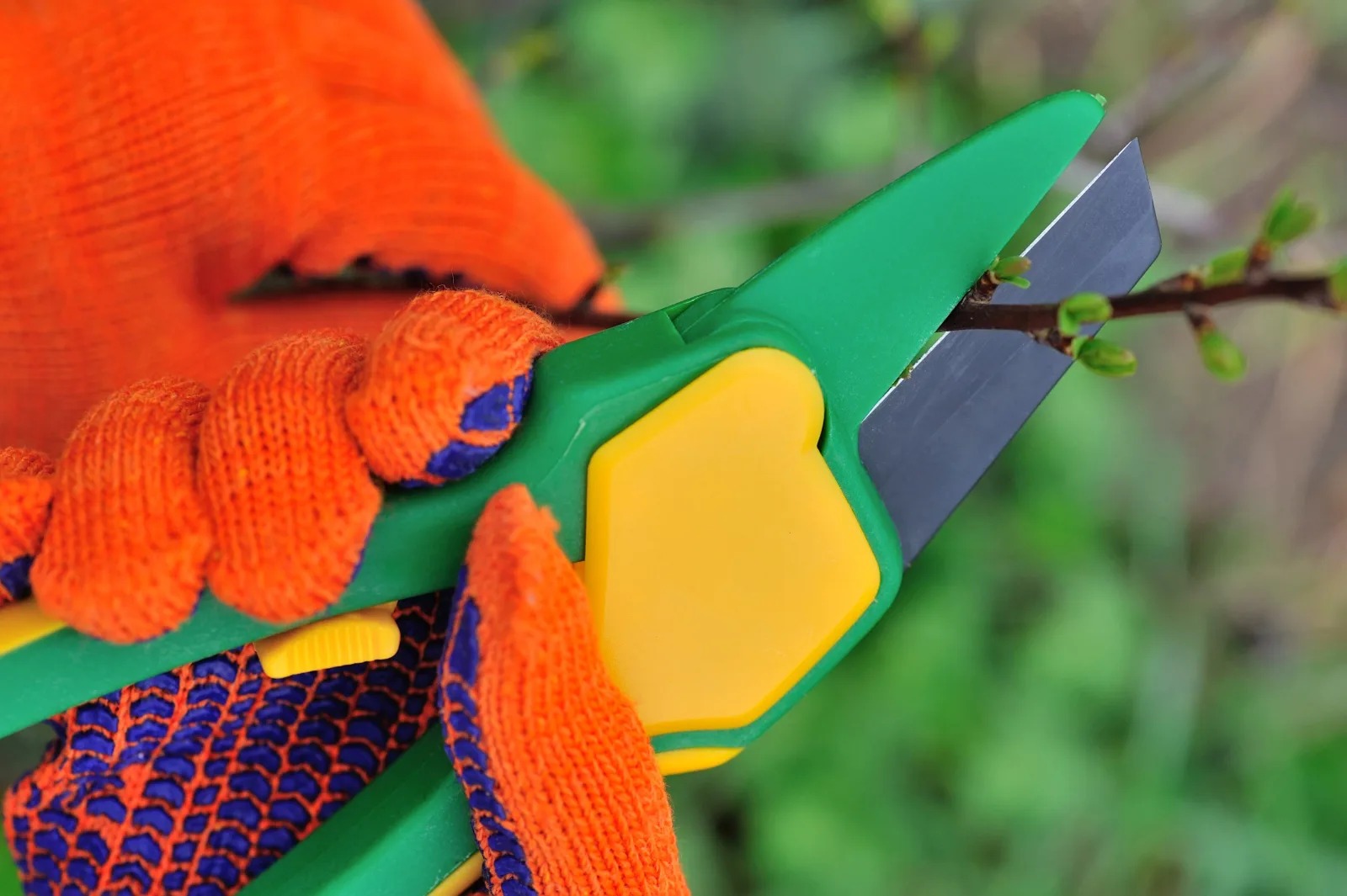 phoenix-tree-trimming-structural-pruning A gloved hand using pruning shears to make a clean structural cut on a tree branch during Phoenix tree trimming.