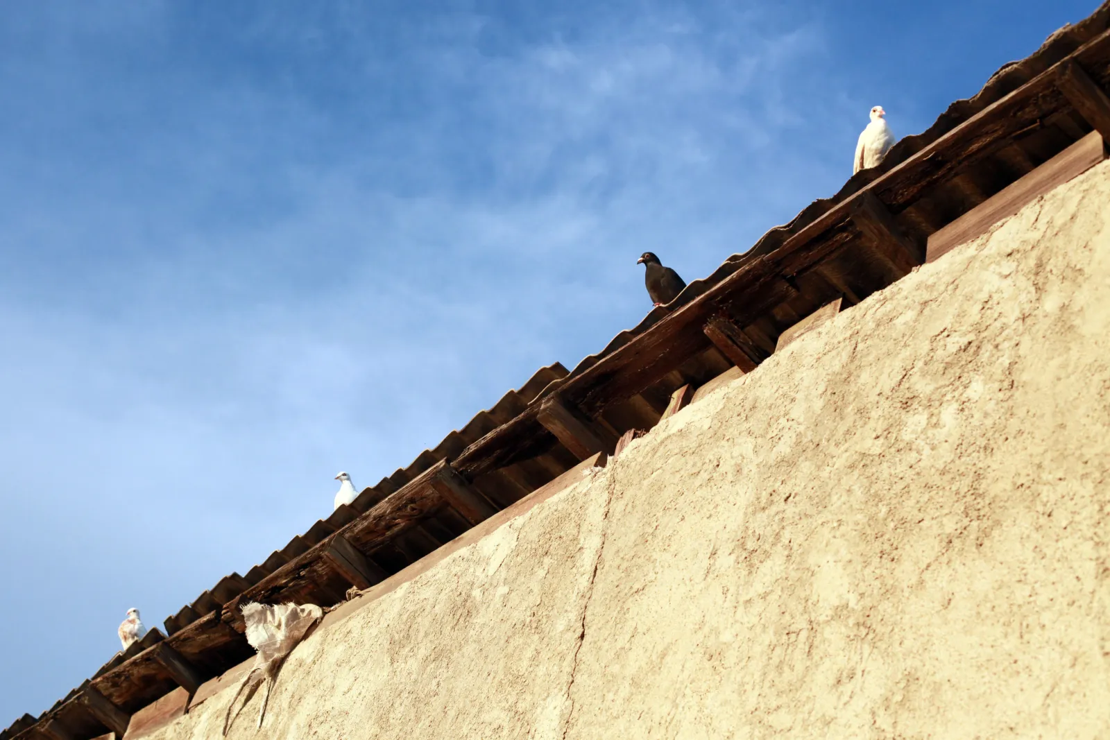 pigeon-removal-phoenix-roof-birds Pigeon removal in Phoenix — pigeons roosting on the roof of a Phoenix, Arizona home before professional bird control.