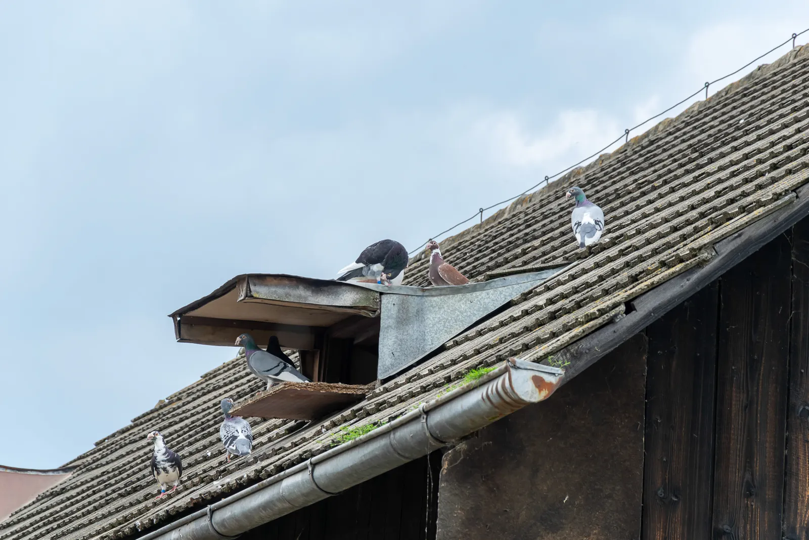 pigeon-removal-phoenix-rooftop Pigeons roosting on a Phoenix rooftop around a roof vent and eaves — the same sheltered roof gaps, including the space beneath solar panels, where they nest and become hardest to remove.