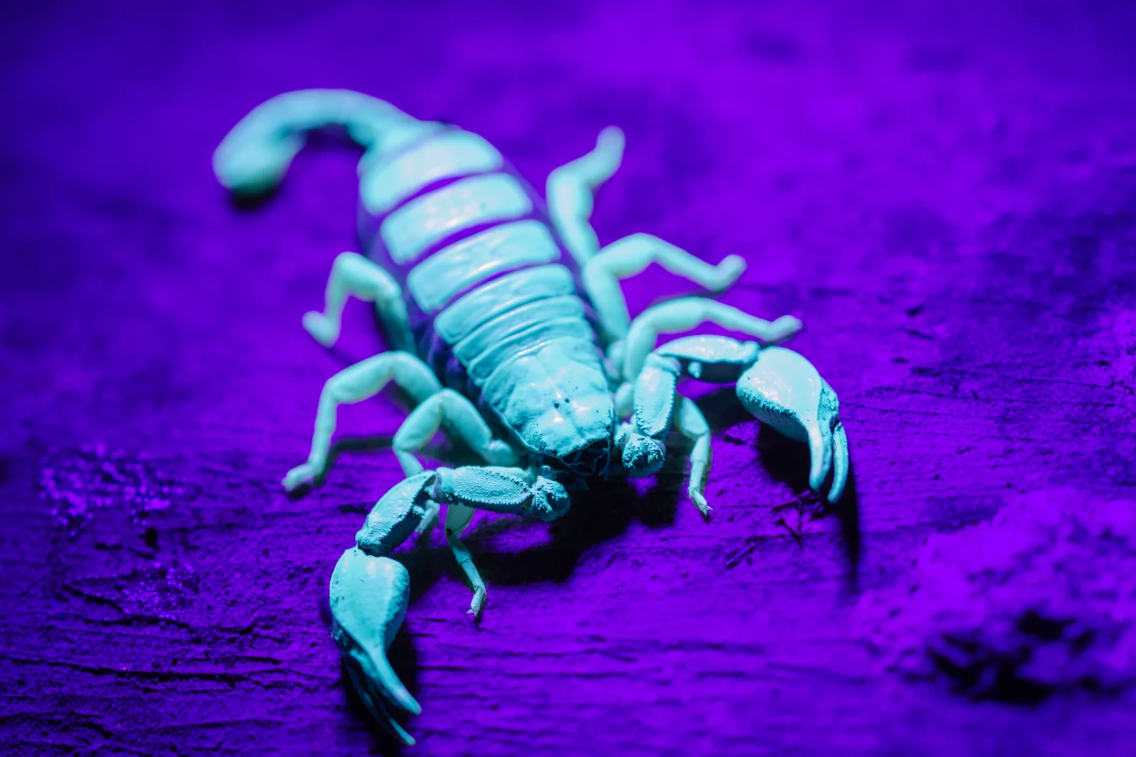 scorpion-control-phoenix-nighttime-black-light-inspection A scorpion fluorescing under a UV black light, the nighttime inspection method a scorpion control pro uses to find activity around a Phoenix home.