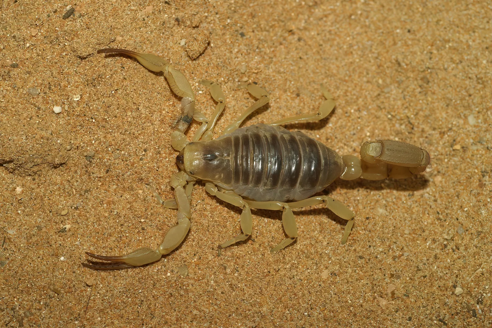 scorpion-control-phoenix-bark-scorpion-identification A pale tan Arizona bark scorpion on desert sand, the species Phoenix homeowners most need identified during scorpion control.