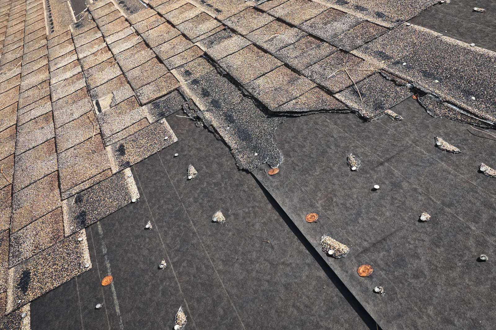 shingle-roof-installation-phoenix-wind-damage Close-up of asphalt shingles peeled back and lifted from a Phoenix roof deck after monsoon wind damage.