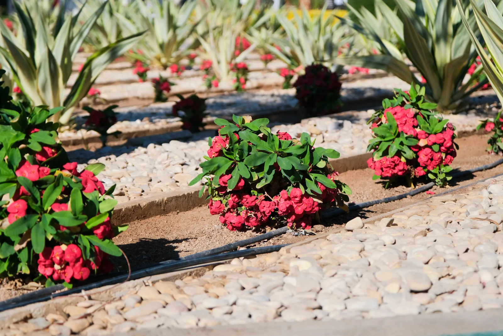 sprinkler-repair-phoenix-drip-irrigation A Phoenix desert landscaping bed of succulents and agave watered by black drip irrigation tubing running through decorative gravel, the kind of mixed drip and grass system a sprinkler repair pro diagnoses to find the real leak.