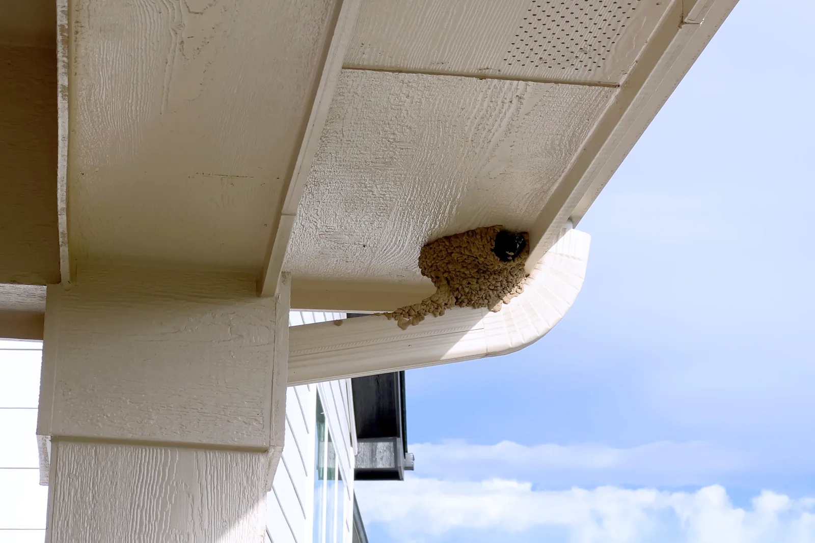 wasp-removal-phoenix-nest-types A mud dauber wasp nest built under a home eave in Phoenix, one of several common nest locations a wasp removal pro checks.